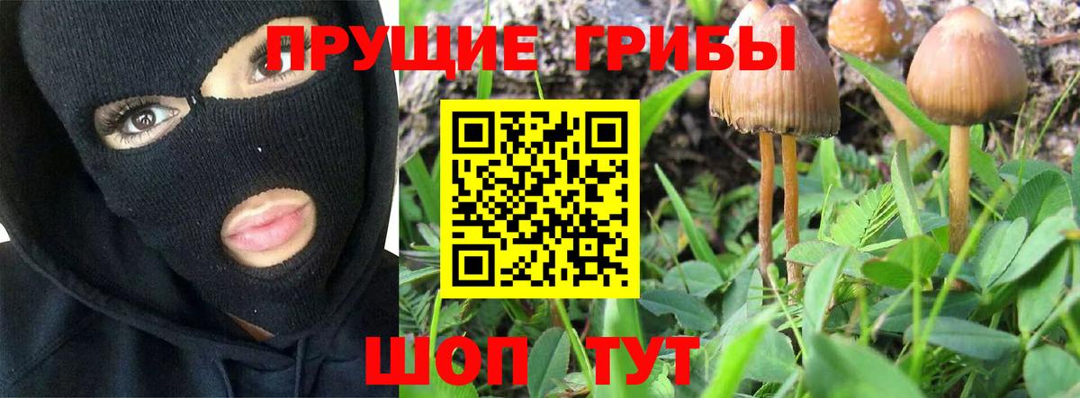 Зеленогорск  Галлюциногенные грибы Psilocybine cubensis  Вход с VPN 